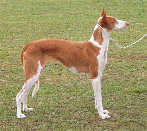 Types of Podenco